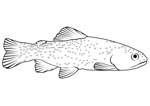 Apache Trout (Oncorhynchus Apache) Coloring Page